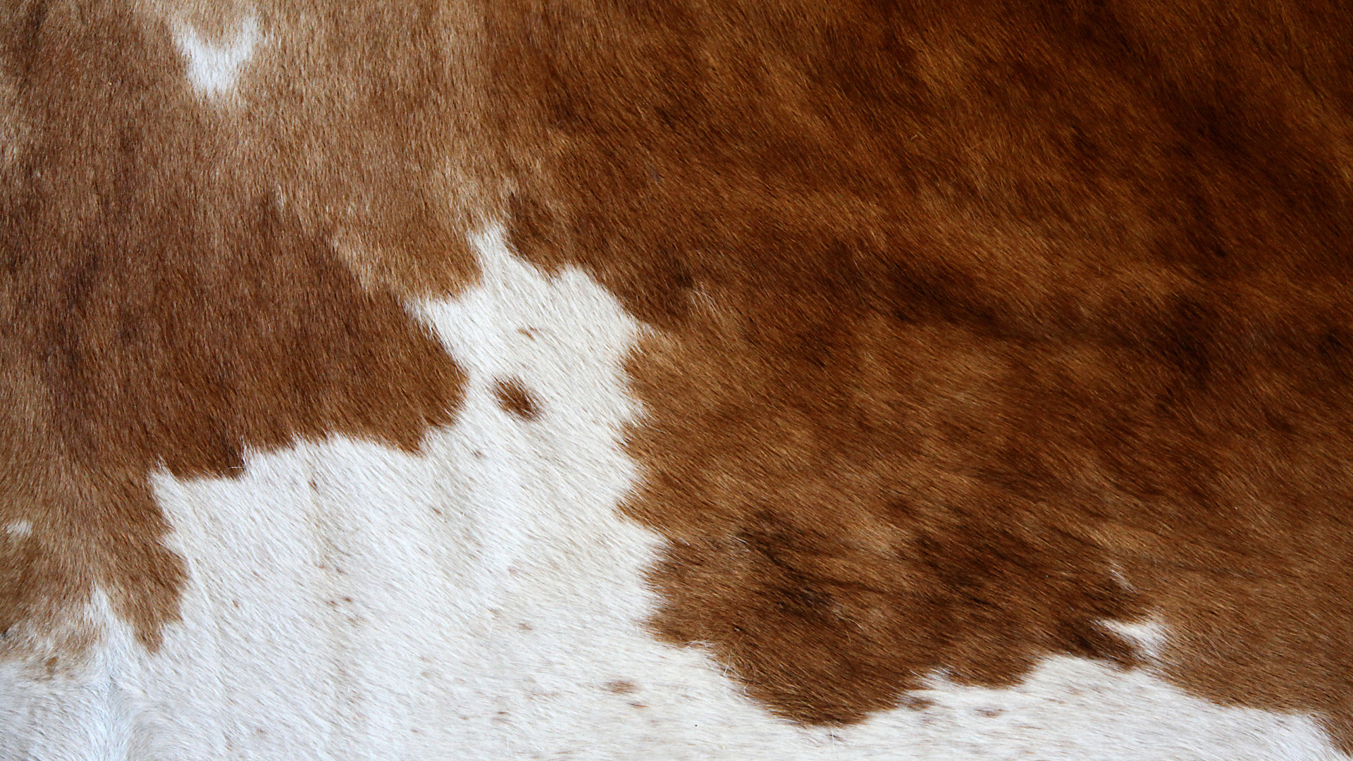 Brown and White Cow Pattern Closeup